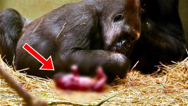 Gorilla Gives Unusual Birth - When Zoo's Vet Sees It, He Bursts Into Tears