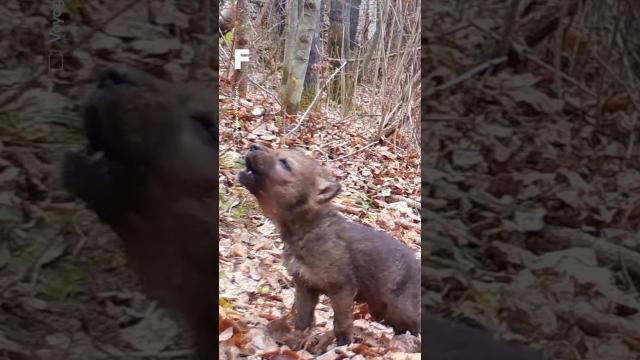 L’irrésistible premier hurlement d’un louveteau ! ????