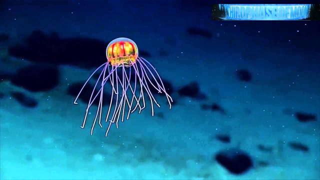 UFO Sightings Ocean Exploration Discovers UFO Like Jelly Fish! 2016 Watch THIS~