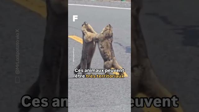 Une bagarre de marmottes stoppe la circulation !