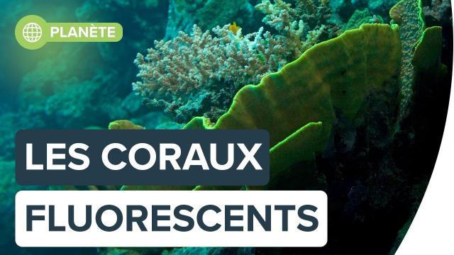 Pourquoi certains coraux deviennent subitement fluo | Futura