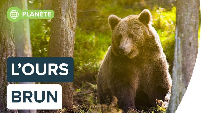 Ces choses que vous ignorez sur l'ours brun | Futura