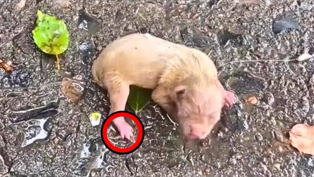 Newborn Puppy Crying For Help, A Girl Passing By Heard Him Then This Happened