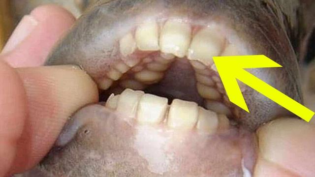 Woman Discovers Fish With ‘Human Teeth’ While Walking On Beach