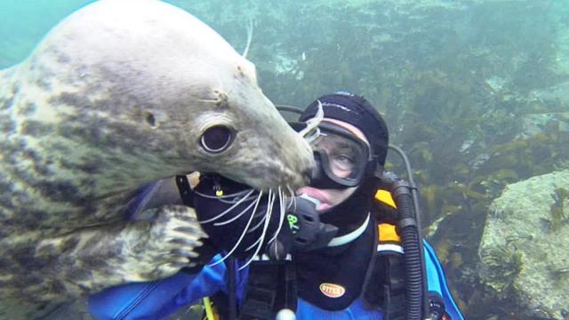 Diver Couldn’t Make Out What Seal Was Trying To Say To Him, It Grabbed His Hand All Of A Sudden