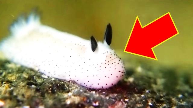 Sea Slugs That You’ve Probably Never Seen And They Look Like Aliens!