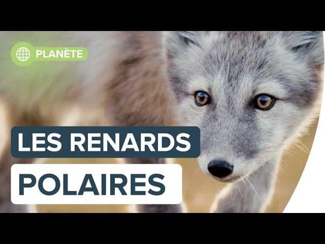 Les renards polaires par Florian Ledoux | Futura