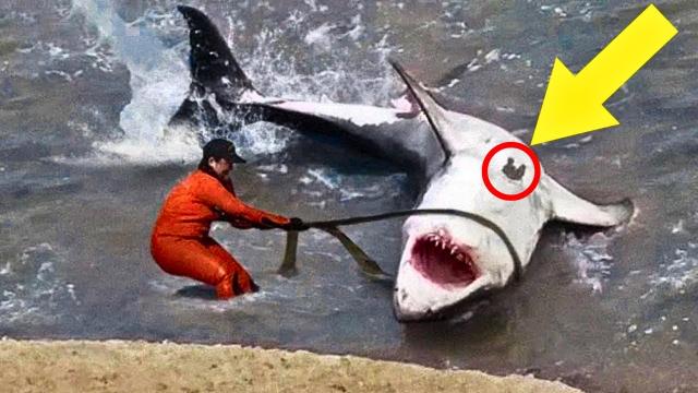 These sailors found a giant shark – You won’t believe what they found inside !