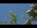 UFO High Altitude UFO June 2014 Hovers Over Trees For Several Minutes