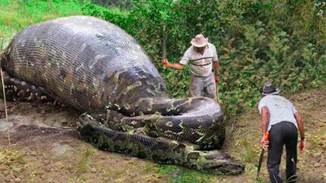 Man Finds Giant Snake Pit And Is Shocked When He Discovers What Lies At The Bottom