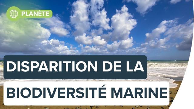 La biodiversité marine européenne, en voie de disparition ? | Futura