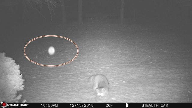 Wild Fox gets frightened by the sudden appearance of a bright Orb  take a look!