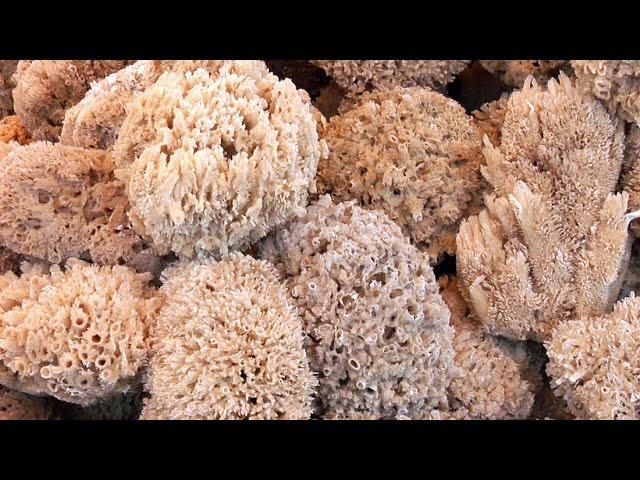 Sea sponge could be the first animal on Earth
