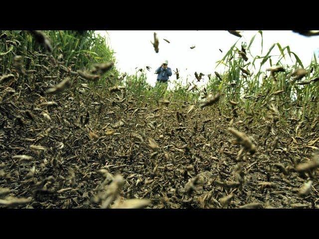 Just like something out of the Bible! swarm of millions of locusts darken the sky over Saudi Arabia