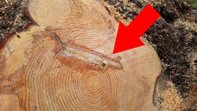 When Lumberjacks Saw A Strange Marking Inside This Tree, They Knew They Were Onto Something