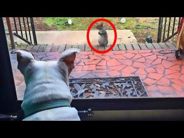 This Dad Couldn’t Believe What He Saw After Following This Squirrel