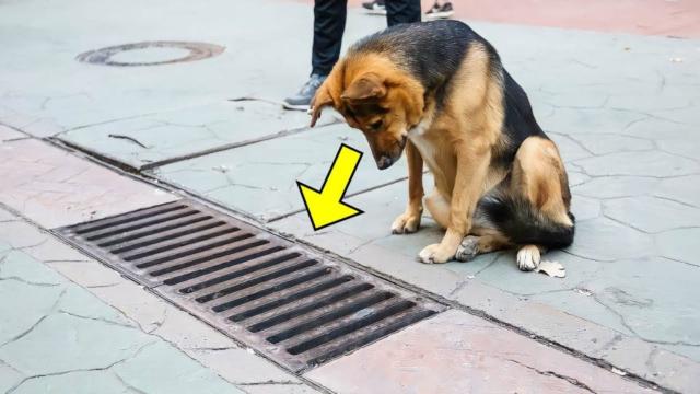 Mysterious Dog Stares into Grate Every Day – People Were SHOCKED When They Found Out the Truth
