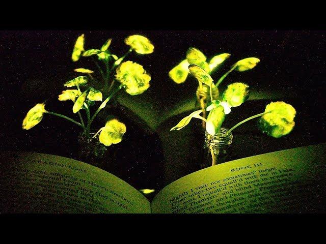 Glowing plants