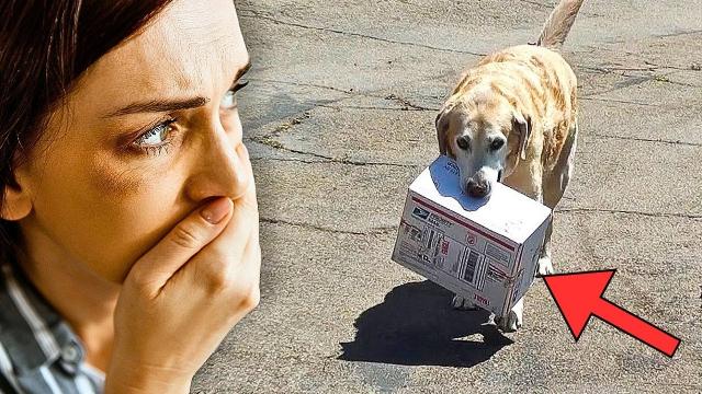Woman Calls Police When She Sees This Dog – Bursts into Tears When She Sees the Contents!