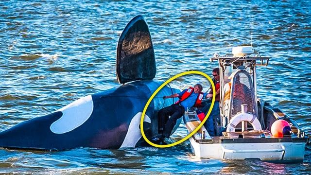 They Came Across A Giant Orca, On Closer Inspection, Something Didn’t Look Right