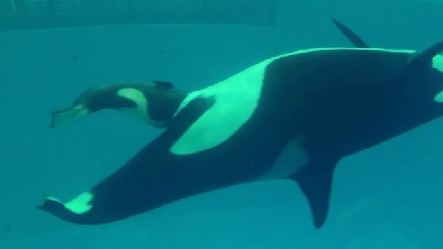 When This Orca’s Newborn Calf Died Shortly After Birth, She Chose To Grieve In An Unprecedented Way