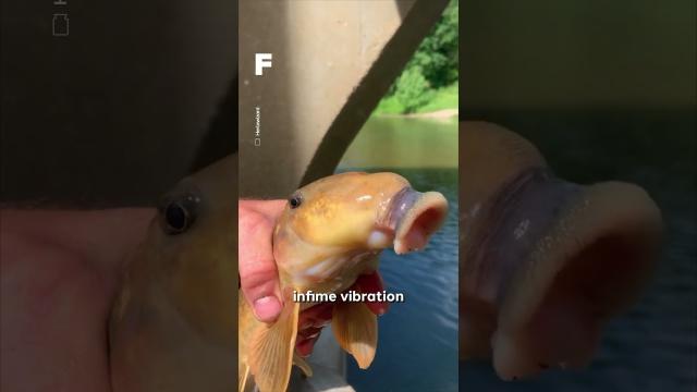 Ce poisson possède la bouche la plus pulpeuse des eaux douces ! ????????