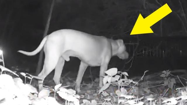 Stray Dog Becomes A Member Of Wild Coyote Pack, The End Results Are Baffling