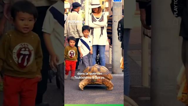 Ce japonais vit avec une tortue africaine géant comme un animal de compagnie !