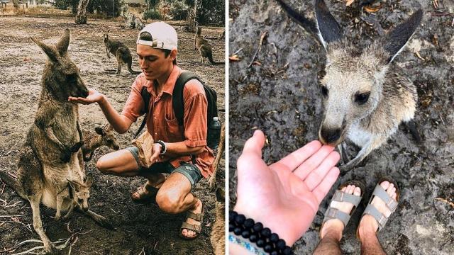 Man Gets Drunk And Adopts Kangaroo, But Is Now Glad He Did