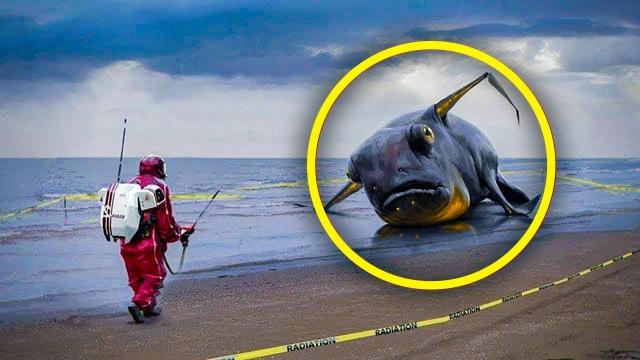 Mysterious Grey Blob Found On The Beach Is Identified By Scientists As Extremely Rare Creature