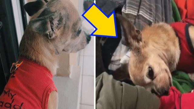 6 Years After His Soulmate Was Taken From Him, This Heartbroken Dog Recognized A Familiar Scent