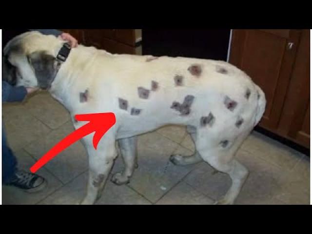 A dog begins to have strange spots on his body  His owner calls the authorities when he understands