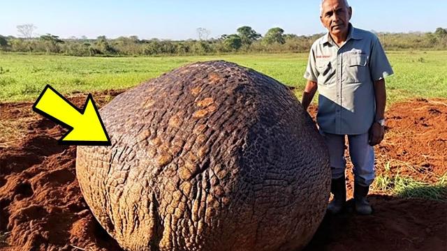 Farmer Stumbles Upon Egg On His Farmland - When Expert Sees It, He Turns Pale!