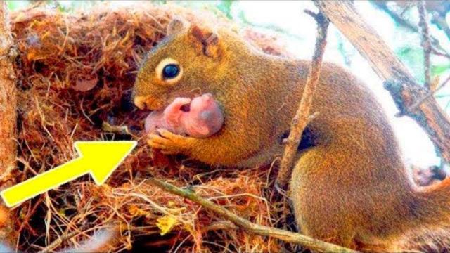 A squirrel begged a man to help her baby, who was in trouble