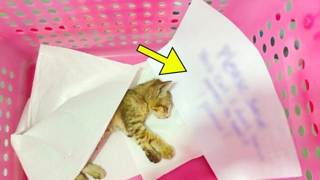 Cat Got Returned To Shelter After A Day. Staff Bursts Into Tears When Reading The Note It Came With