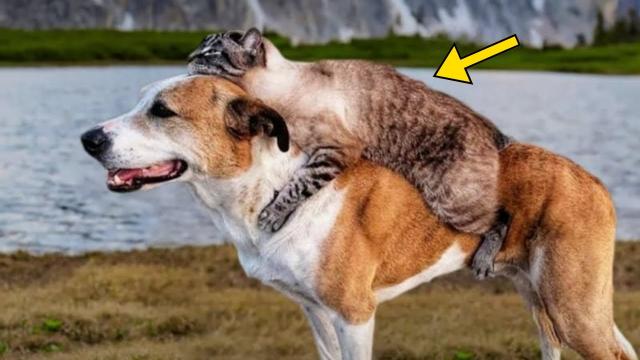 Dog Carries Injured Cat To The Vet. Vet Turns Pale Upon Realizing Who The Cat Belongs To