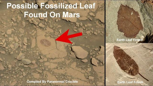 Fossilized Leaf Found On Mars