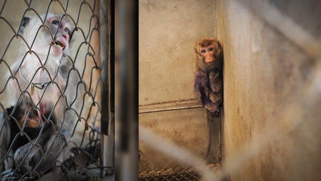 When Journalists Infiltrated This Facility, They Found Macaques Being Bred For A Harrowing Purpose