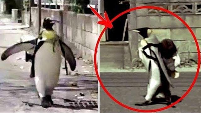 This PENGUIN used to walk to the MARKET every day... His story spread around the WORLD...
