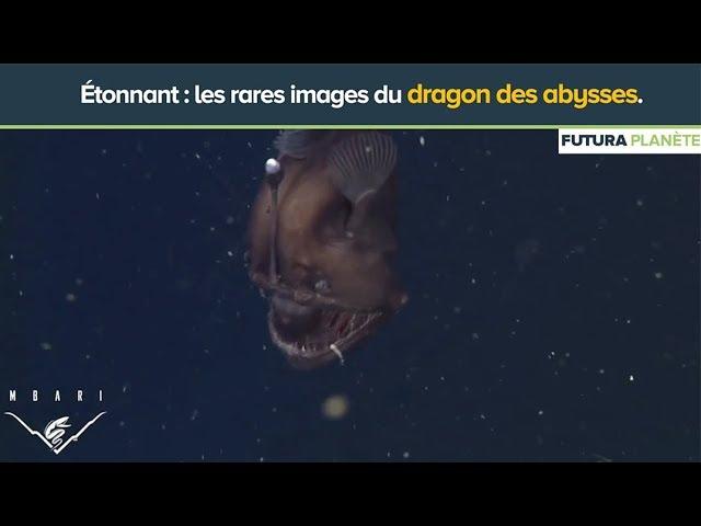Dragon des abysses, de rares images étonnantes | Futura