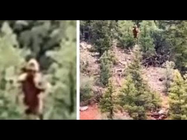 Zoom in of the New Colorado Bigfoot video