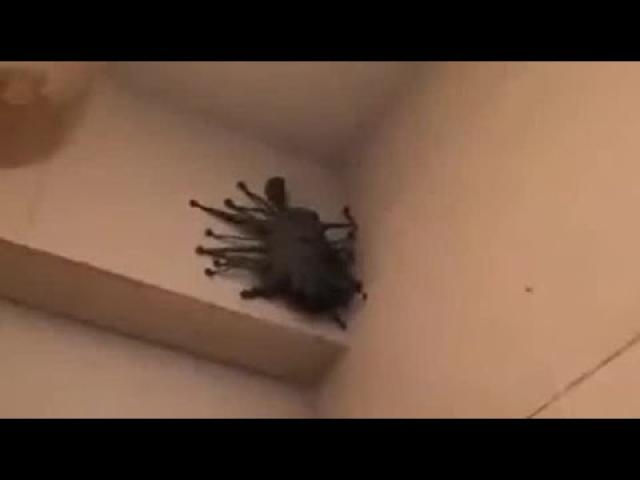 What is this bizarre Alien-like creature stuck to a bathroom wall in Australia?
