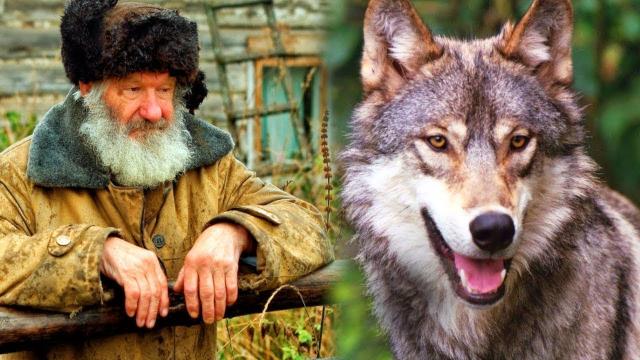 This Old Man Saved a Wolf Pup   When the Wolf grew up, He Returned the Favor in an Unbelievable Way!