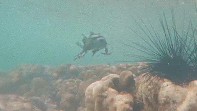 Diver attacked by ALIEN FISH in INDONESIA !!! May 2018