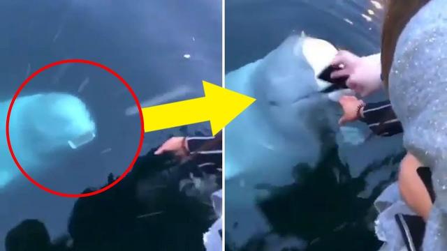 Awesome Beluga Whale Returns Phone Accidentally Dropped By Woman Into The Sea