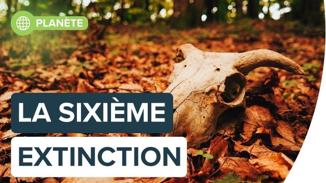 Interview : comprendre la sixième extinction, avec Isabelle Autissier | Futura