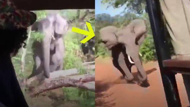 After Tourists On A Safari Spotted An Elephant, They Suddenly Realized They Were In  big trouble