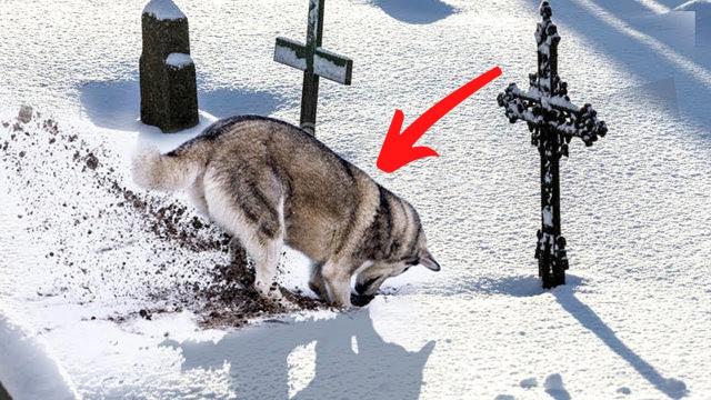 Dog starts digging in a grave – Suddenly stops and starts barking