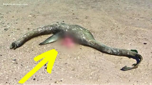 Mysterious Gray Mass Found on Beach, Scientists Identify Rare Creature