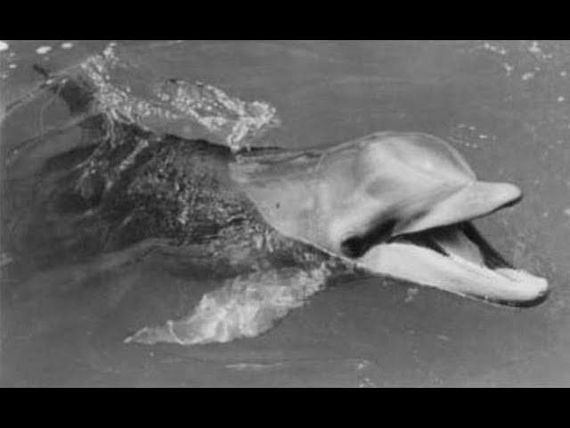 After Popular Show Flipper Ended In The 60’s Its Dolphin Star Went On To Have A Tragic Ending